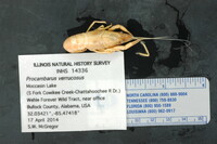 Procambarus verrucosus image